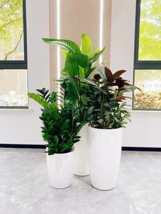 鄞州盆景租摆价格